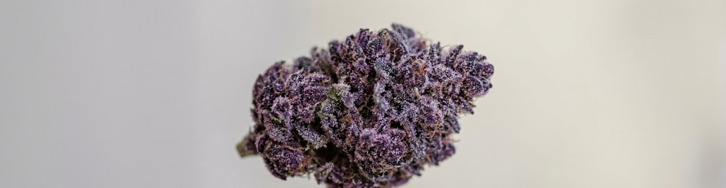 Variété Purple Punch violette de collection californienne