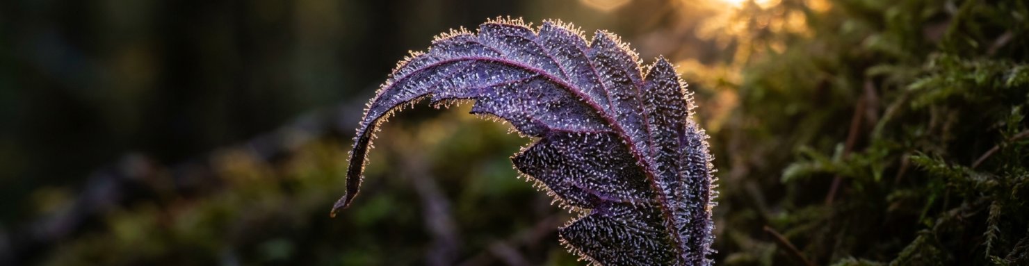 Purple Urkle généalogie Mendocino Californie : fleur violette à trichomes