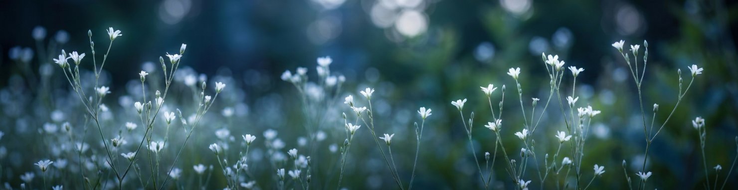Petites fleurs blanches nocturnes évoquant la racine des rêves africaine