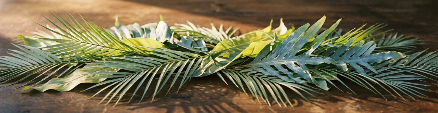 Diversité botanique sativa indica hybrides variétés cannabis associées à la créativité