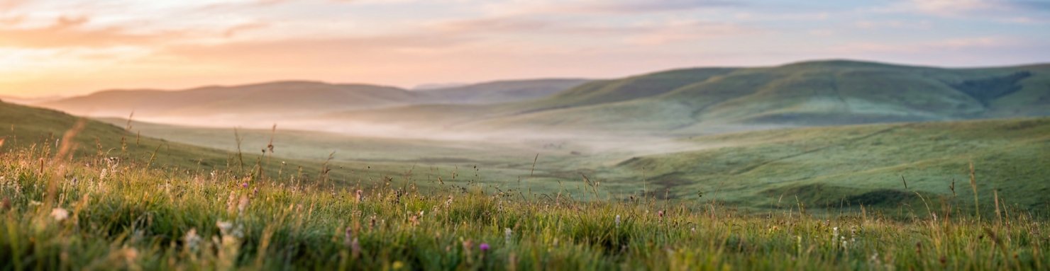Prairies verdoyantes d'Afrique du Sud, région d'origine du Silene capensis