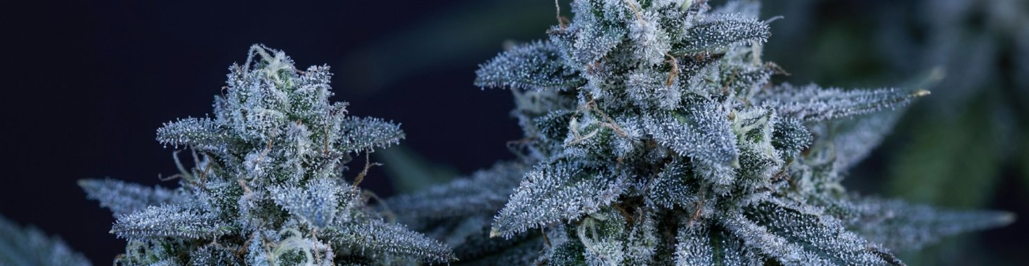 Trichomes argentés caractéristiques de la génétique Silver Haze