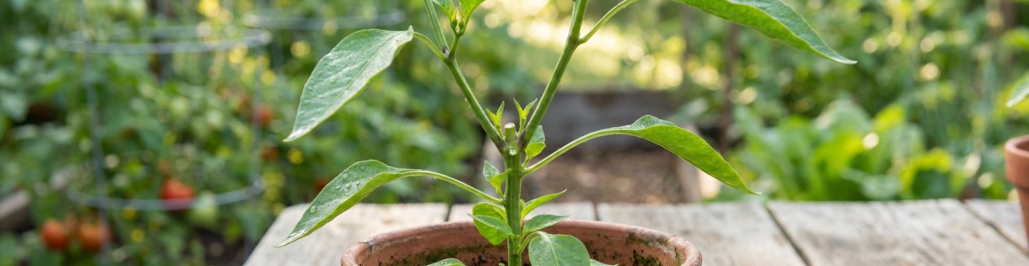 Jeune plant de piment pincé en pot : deux nouvelles tiges latérales partent sous la coupe, effet de la dominance apicale