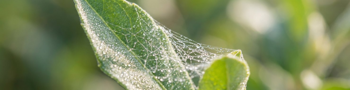 Fine toile d'araignée rouge sur une feuille, à distinguer des dégâts du tarsonème