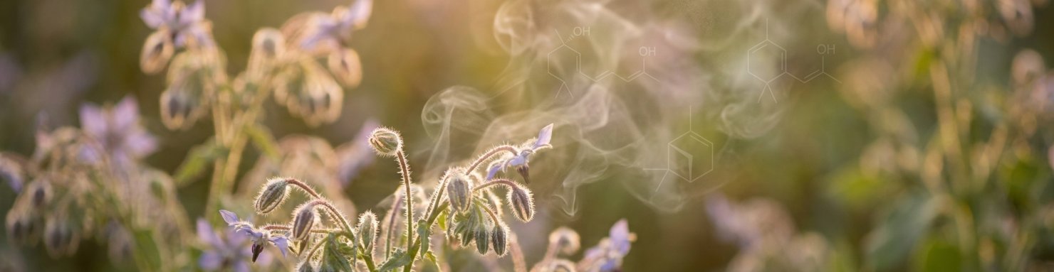 Profil aromatique du terpinéol dans les variétés de cannabis Cali modernes