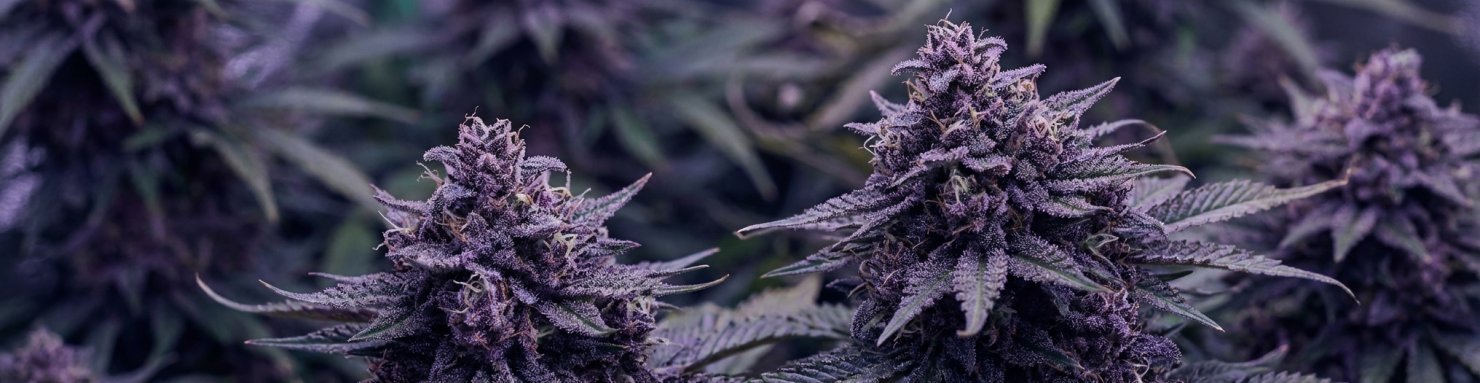 Sélection de variétés cannabis purple de collection aux bractées violet profond