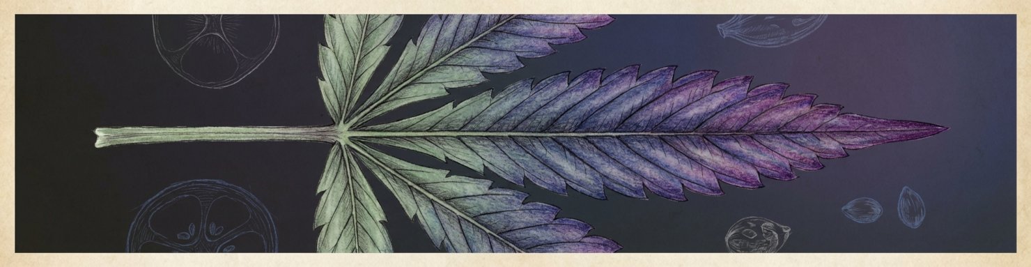 Schéma botanique des pigments anthocyaniques responsables de la couleur purple du cannabis