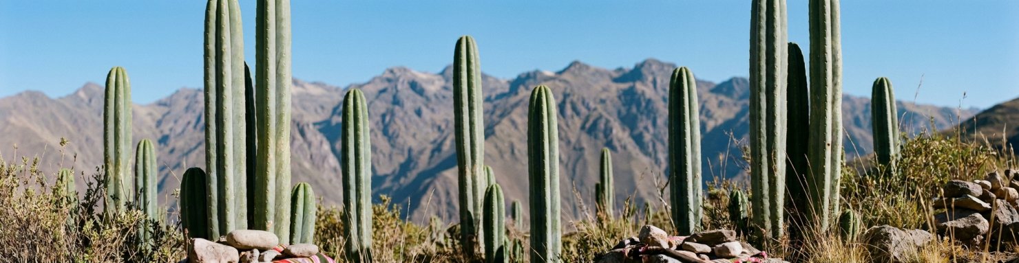 Trichocereus pachanoi cactus San Pedro paysage andin Pérou Bolivie cactus à mescaline