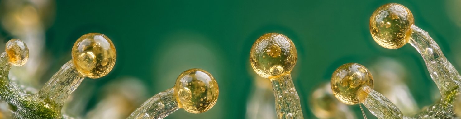 Trichomes glandulaires capités sous microscope pour sélection des cultivars cannabis