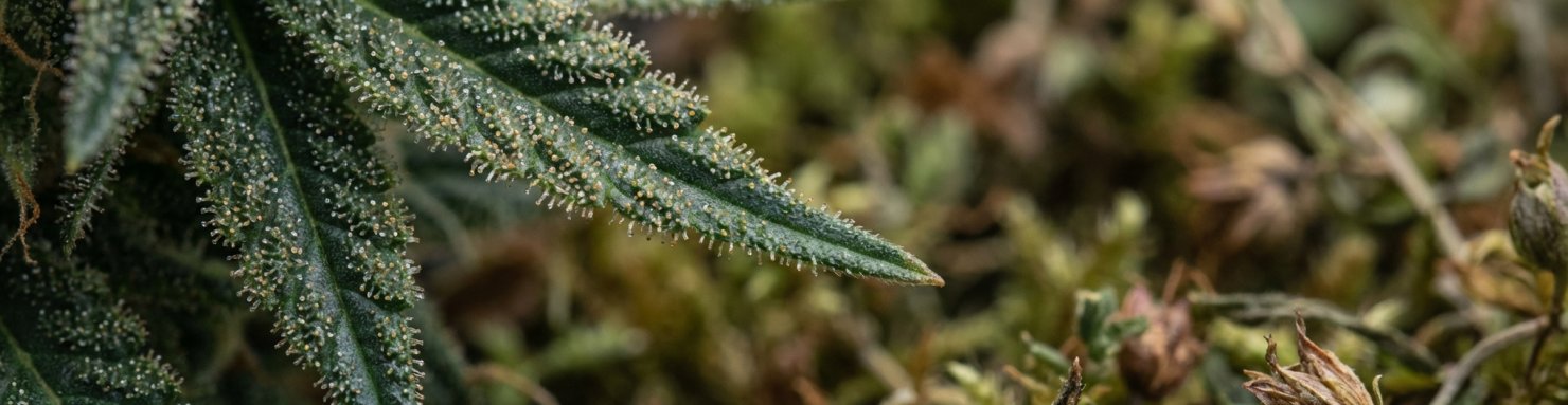 Macro de trichomes et résine de cannabis, base botanique du hasch
