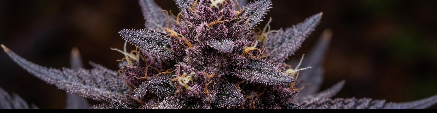 Tete violette de Tropicana Cookies Purple couverte de trichomes argentes