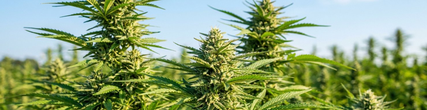 Variétés et profils génétiques de chanvre à dominante CBD pour la collection