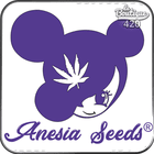 Anesia Seeds