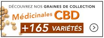 graines-medicinales-cbd