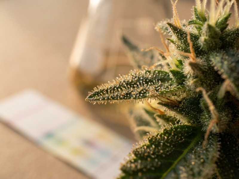 Chémotypes du cannabis : la classification chimique en 5 profils I à V