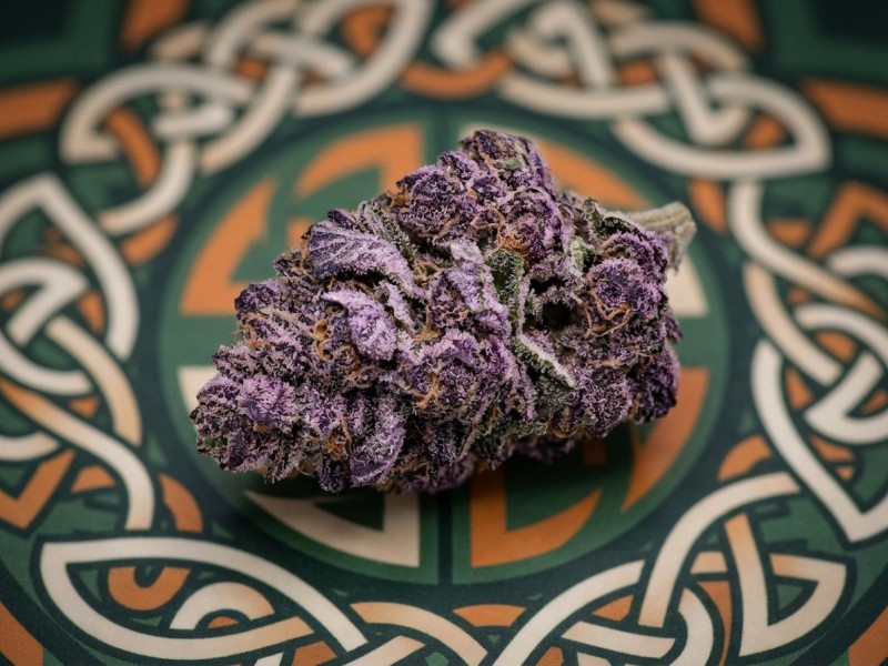 Larry Bird Gelato 33 : origine du surnom et génétique