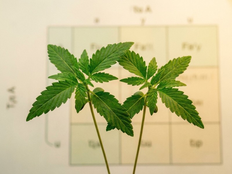 Hétérosis cannabis : pourquoi les hybrides F1 sont plus vigoureux que leurs parents