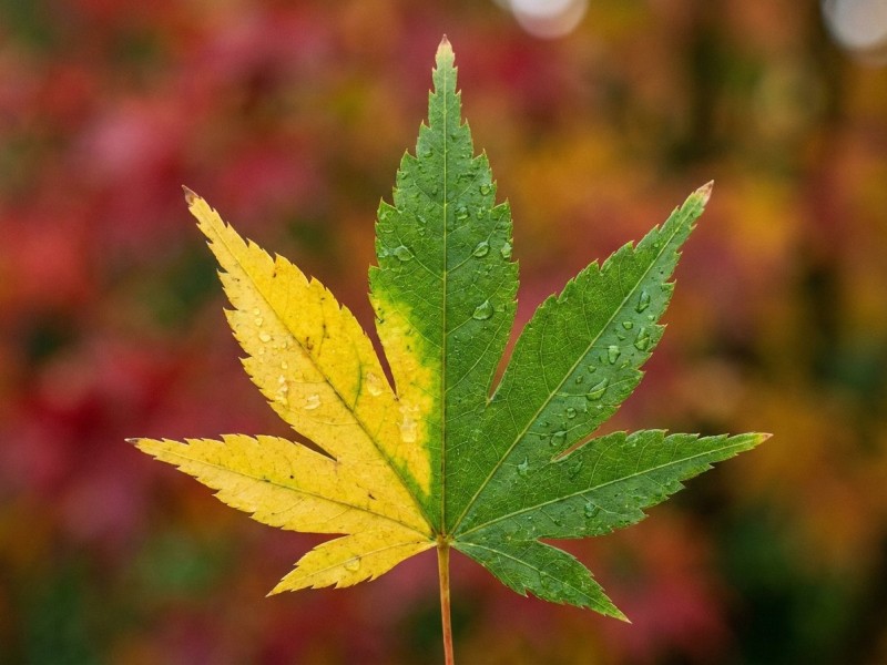 Verticilliose : comprendre cette maladie cryptogamique du sol et son impact sur les plantes