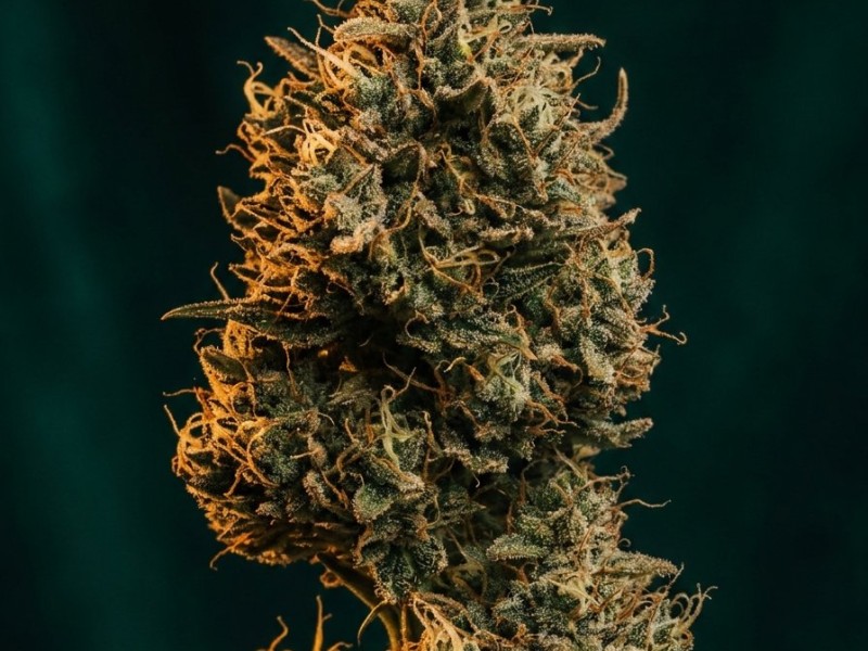 Amnesia Haze : génétique sativa, parents botaniques et place dans la collection haze