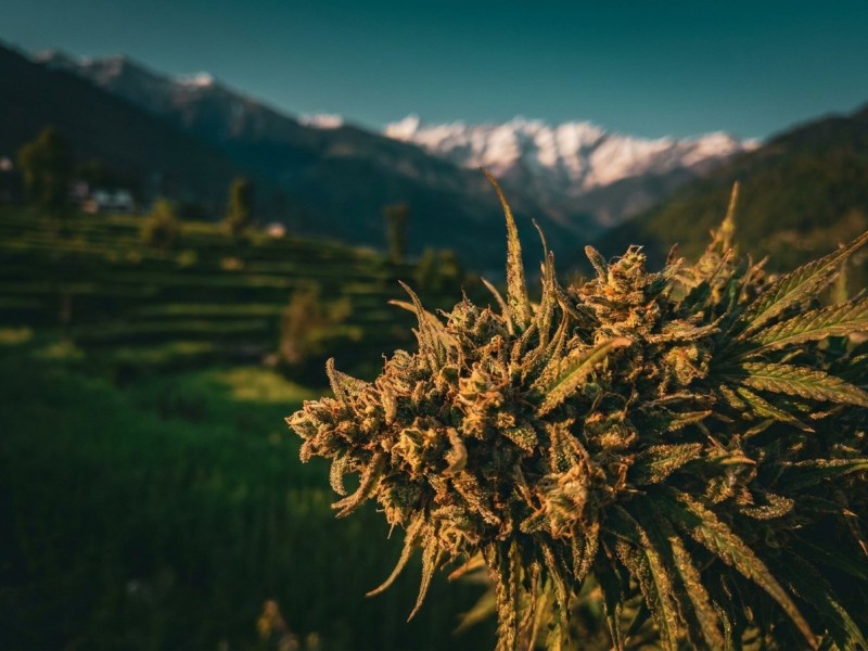 Vallée de Kullu : charas, landraces et patrimoine cannabique du Himachal Pradesh