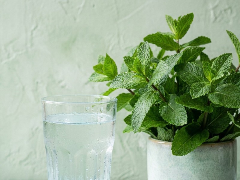 Bouche pâteuse cannabis : pourquoi le cottonmouth et comment le soulager