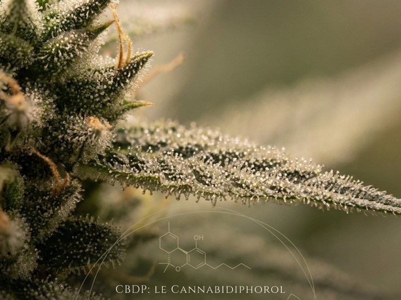 CBDP (cannabidiphorol) : structure, effets, légalité et différences avec le CBD
