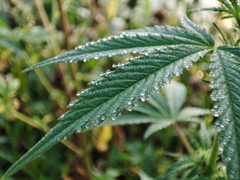 Guttation cannabis : définition, causes et signification botanique