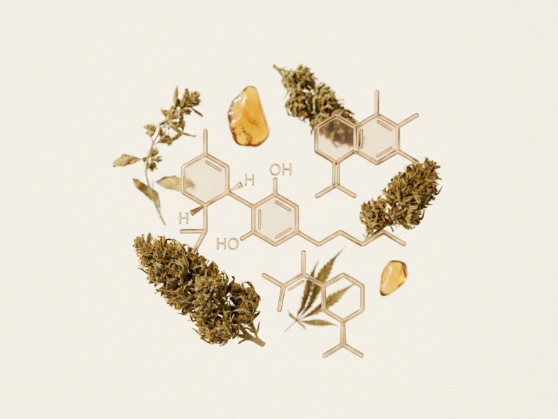 Alternative au THC : panorama des cannabinoïdes alternatifs légaux en France et statut botanique 2026