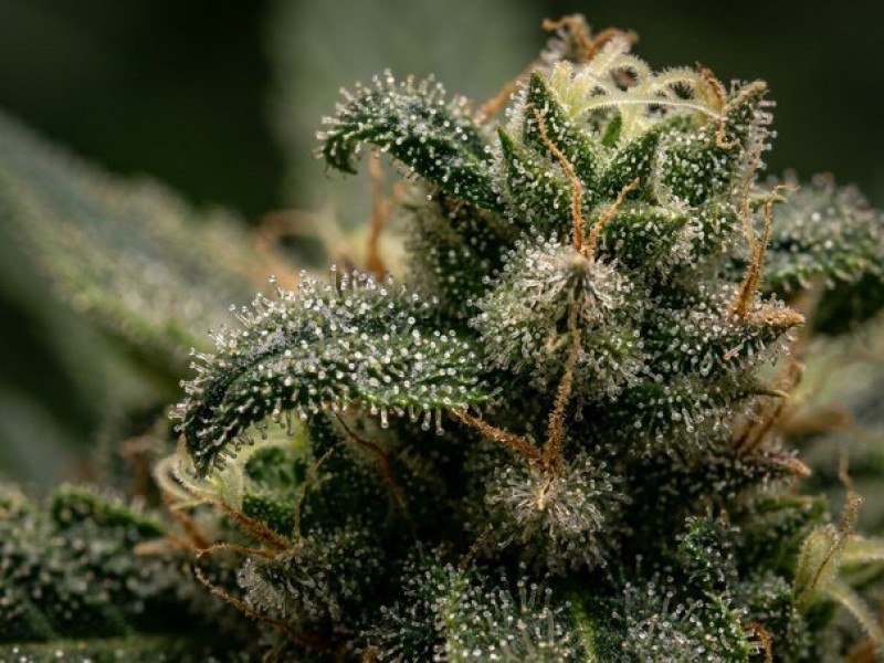 Trichomes du cannabis : structure, rôle et signification botanique