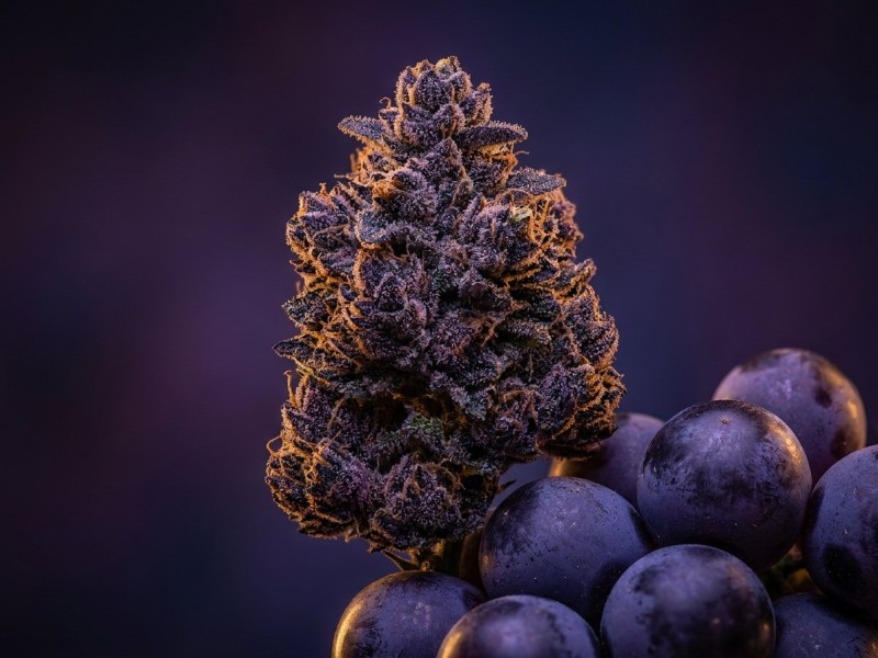 Grape Ape : histoire californienne, génétique Mendocino Purps x Skunk x Afghani et profil indica purple