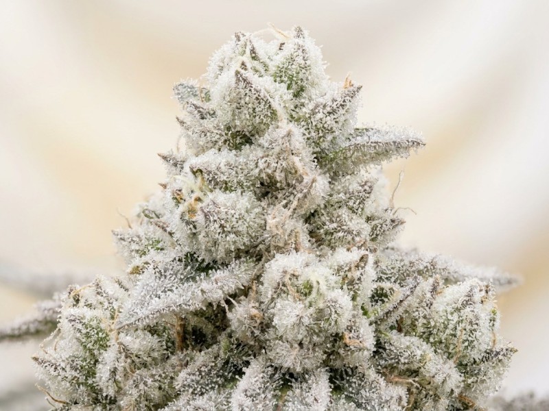 Wedding Cake : profil génétique, terpènes et héritage d'une variété indica culte signée Cookies