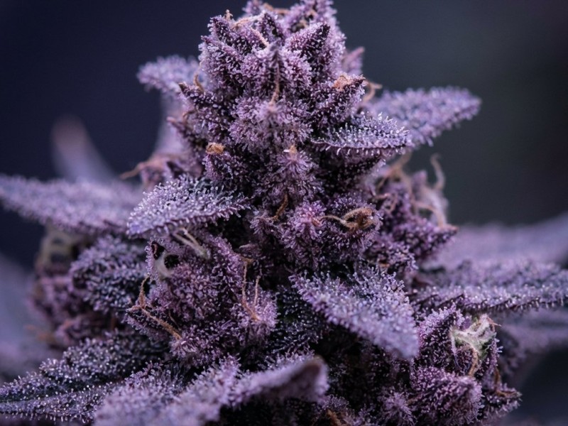 Top 10 variétés cannabis purple : guide des génétiques violettes de collection