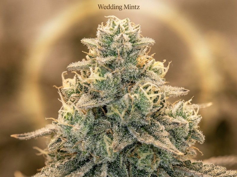 Wedding Mintz : profil génétique, terpènes menthe-vanille et lignée dessert d'un hybride Wedding Cake x Kush Mints