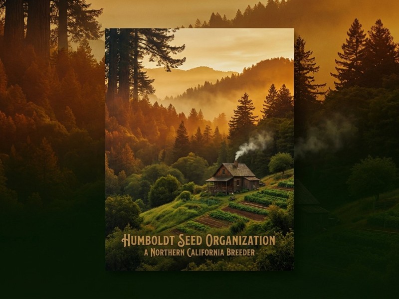 Humboldt Seed Organization : le breeder californien historique derrière Blue Dream et Sapphire OG