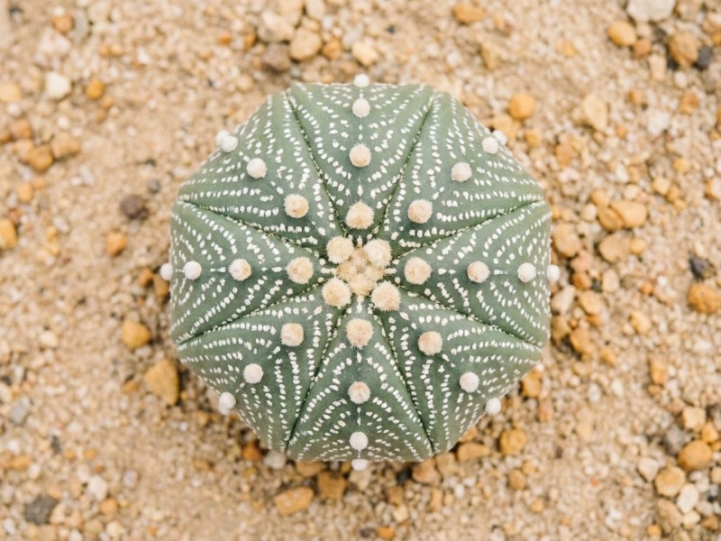 Astrophytum : caractéristiques botaniques, espèces phares et signature géométrique du cactus étoile