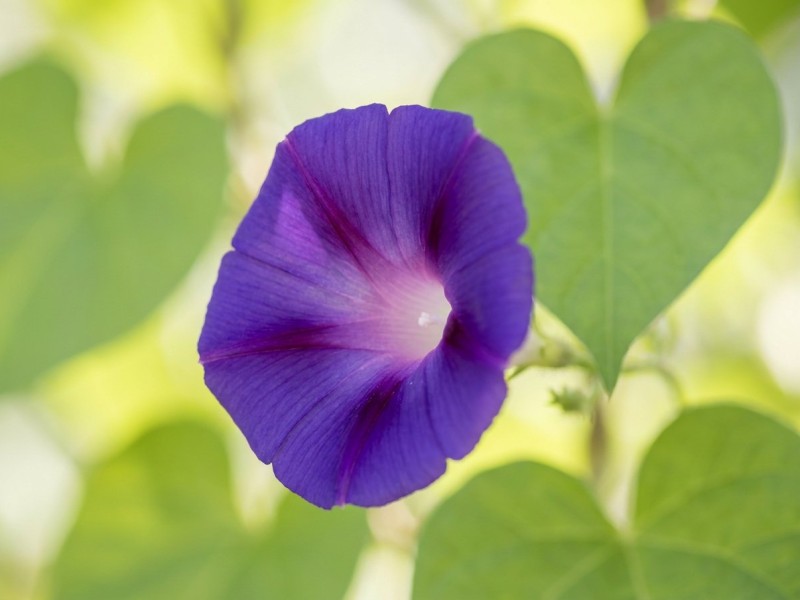 Convolvulaceae : famille botanique des liserons, des Ipomoea et des plantes à LSA