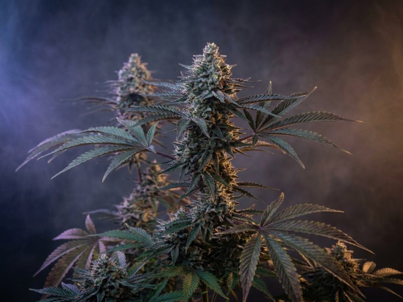 Northern Lights strain : généalogie indica afghane, héritage Sensi Seeds et descendance Cannabis Cup
