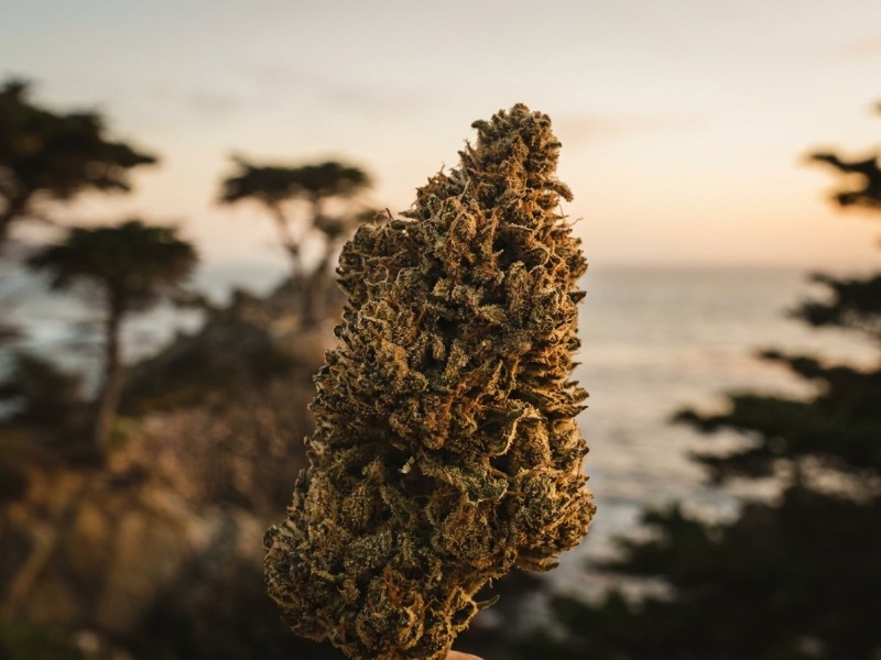 Kosher Kush : critique de variété, lignée OG californienne et palmarès DNA Genetics