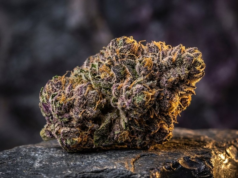 Girl Scout Cookies : histoire, génétique et héritage d'une variété californienne