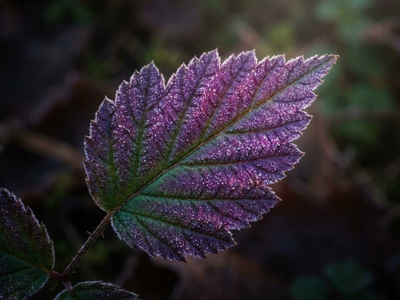 Pourquoi le cannabis devient violet : anthocyanes, génétique et froid