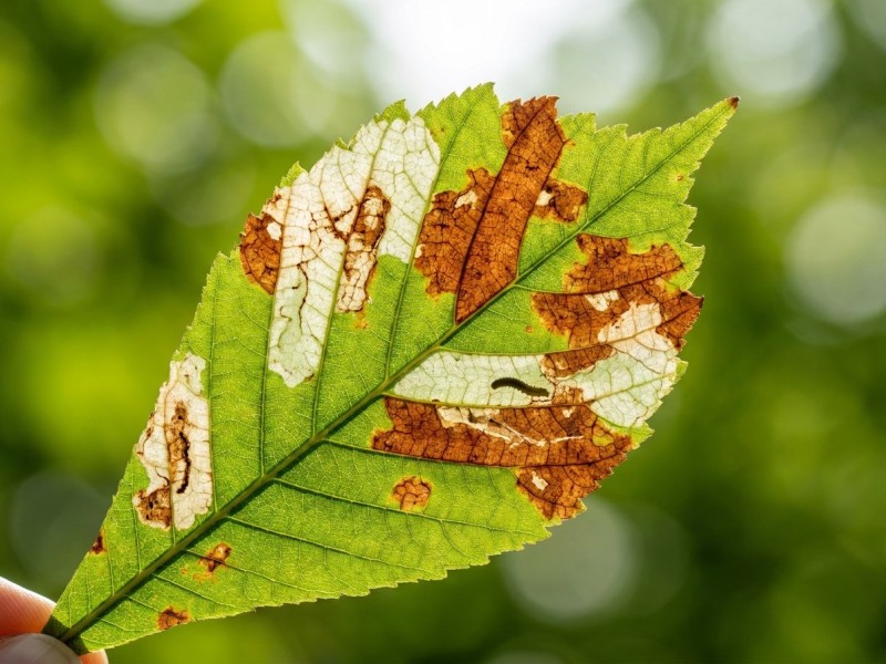 Mineuse du marronnier : reconnaître les dégâts sur les feuilles, comprendre le cycle et protéger l'arbre