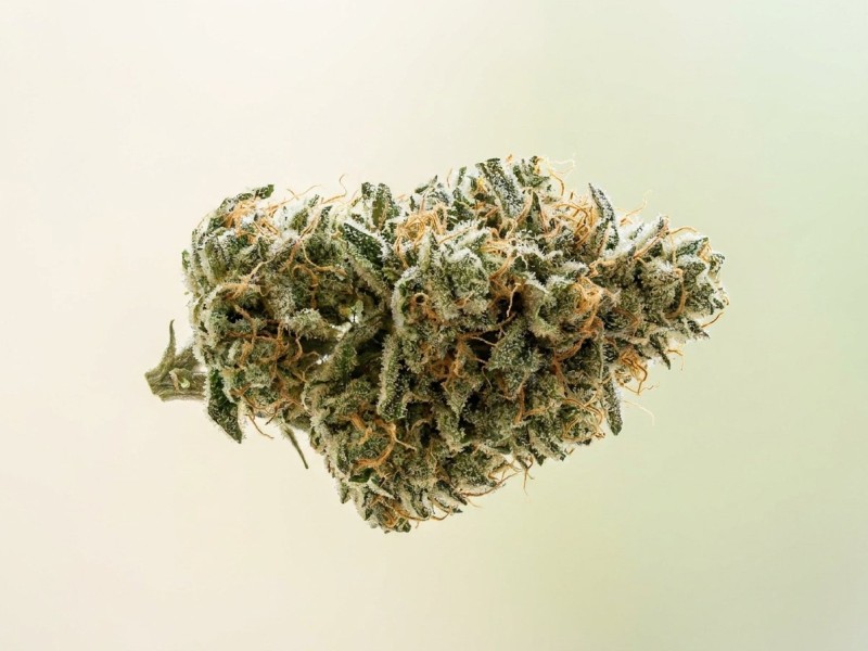 MAC (Miracle Alien Cookies) : origine, génétique et famille d'un cultivar culte