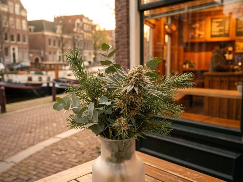Dutch Treat : origine, génétique Northern Lights x Haze et profil aromatique d'une variété de collection