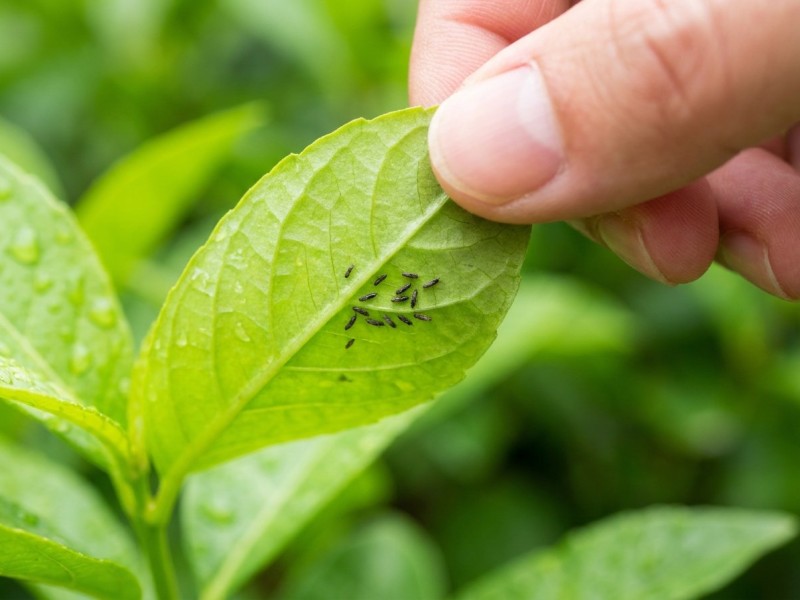 Thrips : reconnaître, comprendre et éliminer ce petit insecte noir du jardin