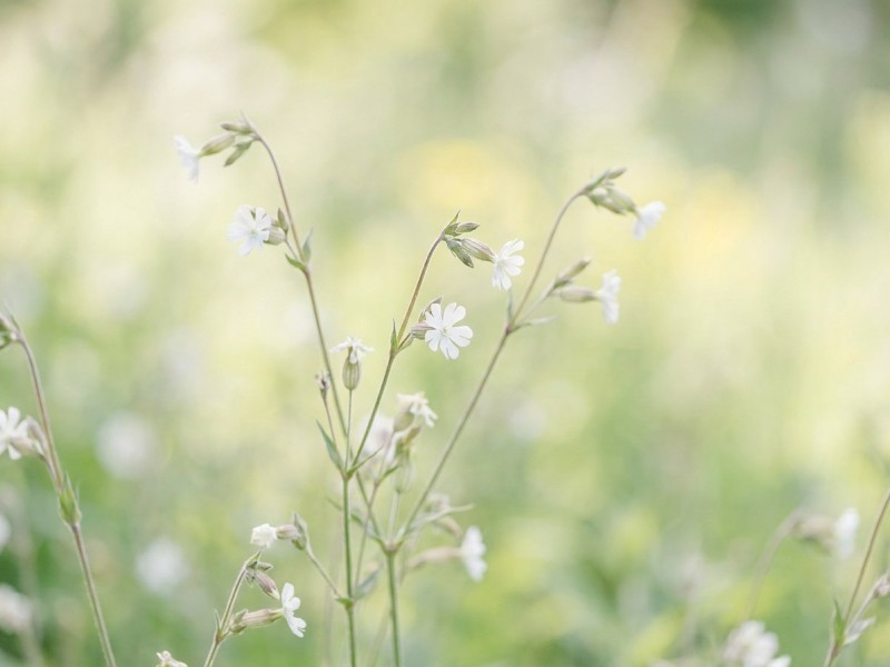 Silene capensis : la racine des rêves des Xhosa, entre botanique et tradition ethnobotanique