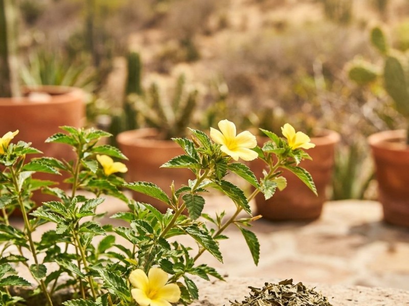 Damiana (Turnera diffusa) : bienfaits, usages et histoire d'une plante mexicaine