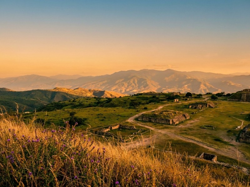 Oaxacan : histoire, génétique et héritage de la landrace sativa des hauts plateaux mexicains