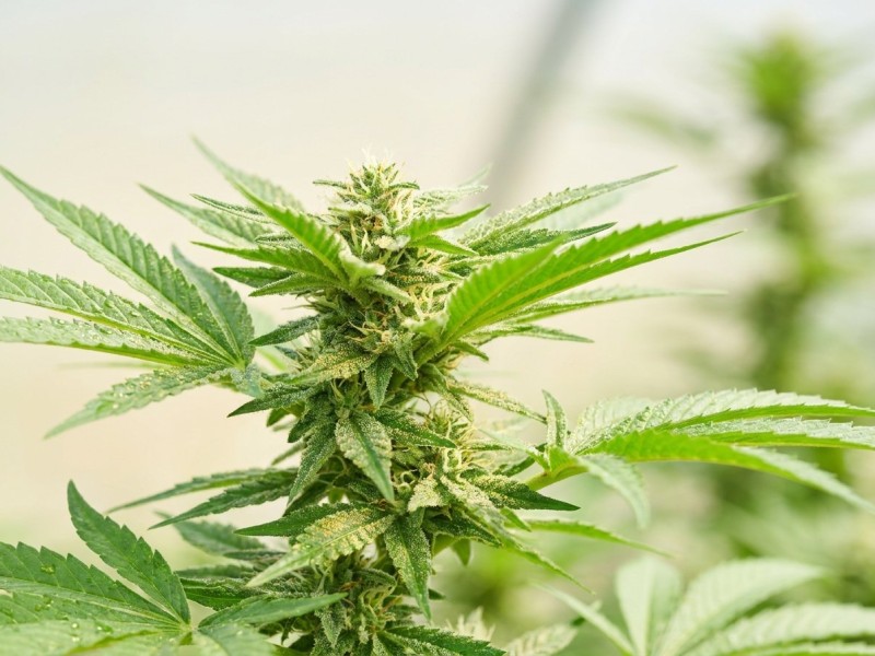 Allergie au cannabis : symptômes, protéines en cause et syndromes croisés
