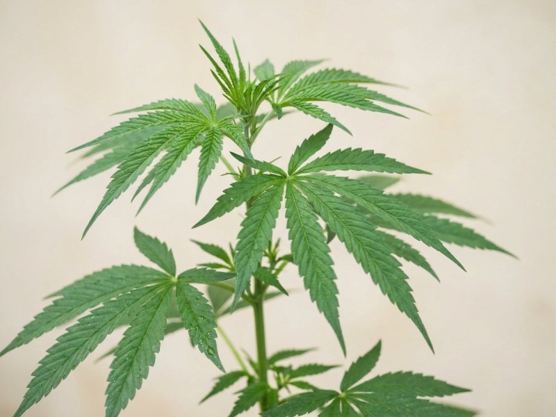 Plante monoïque ou dioïque : comprendre la différence botanique et le cas du chanvre