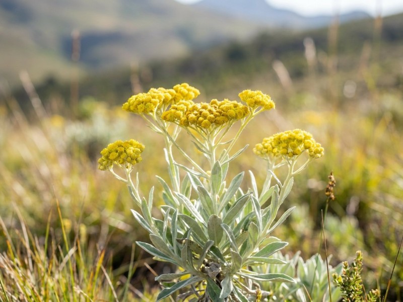 Helichrysum umbraculigerum : la plante africaine qui produit des cannabinoïdes sans être du cannabis